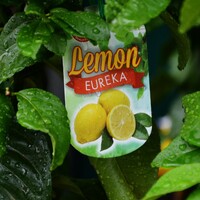 Eureka Lemon - 20Cm Pot