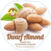 Almond Dwarf Self Pollinating