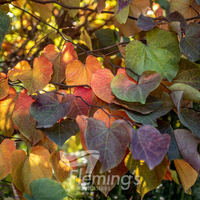 Cercis Canadensis - Forest Pansy