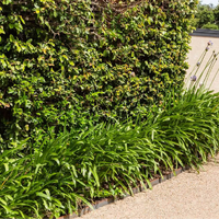 1.6mm REDCOR 2440mm Edging with 5.5mm top width