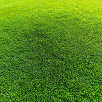 Tiftuf Bermuda Instant Turf (Webstore test)