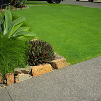 Tiftuf Bermuda Instant Turf (Webstore test)