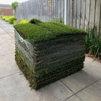 Tiftuf Bermuda Instant Turf (Webstore test)