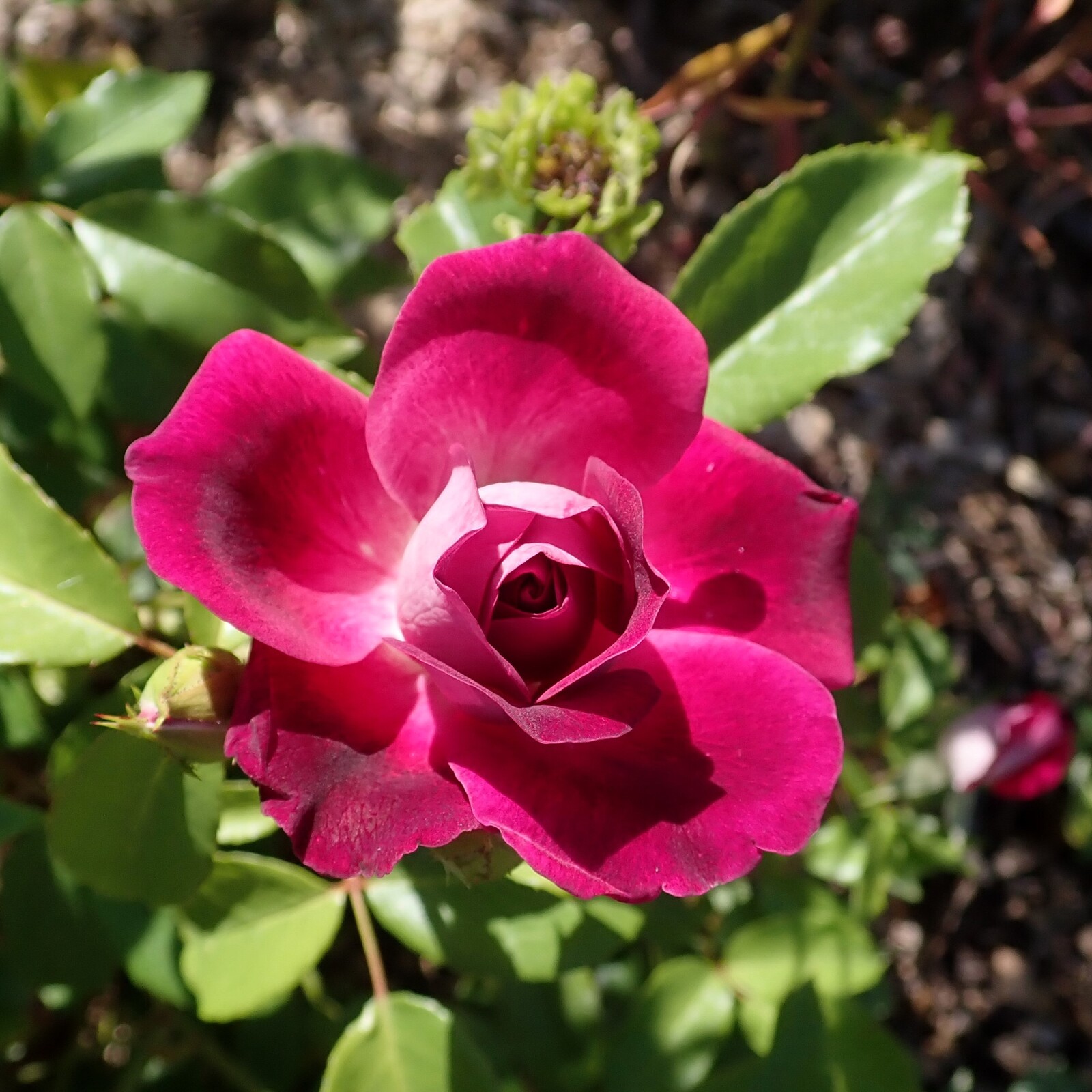 Burgundy Iceberg