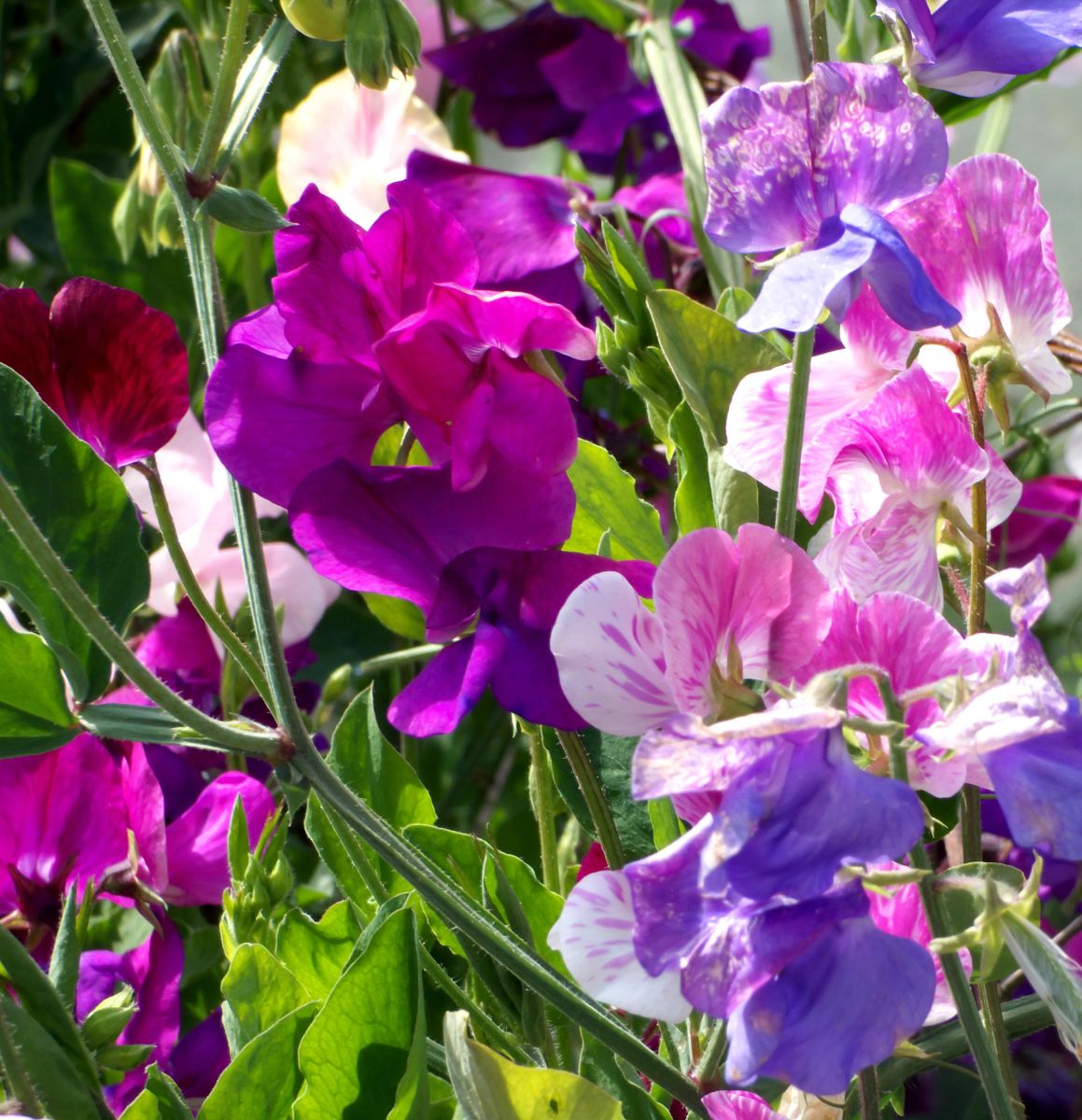 An assortment of colours of sweet peas