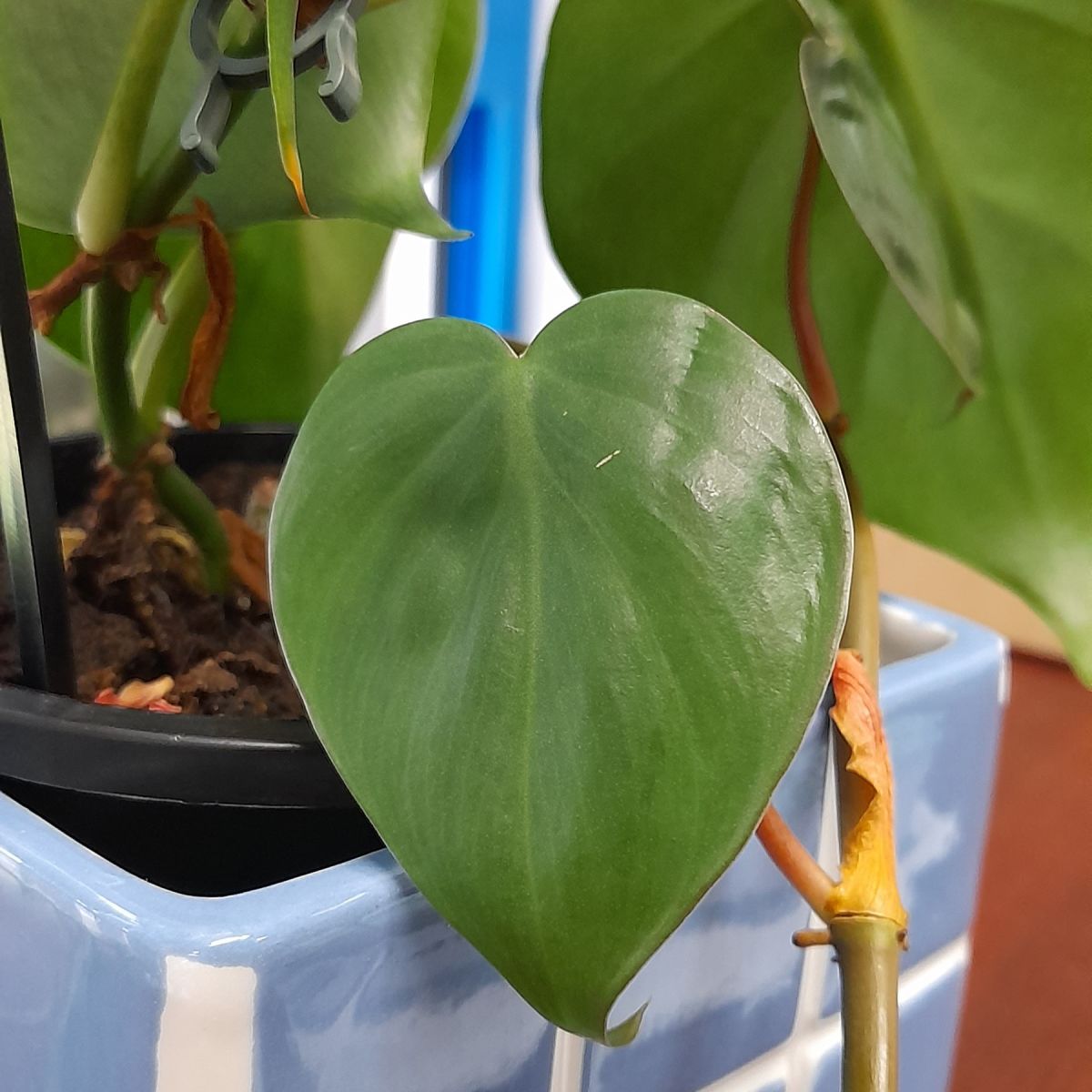 Heart leaf Philodendron