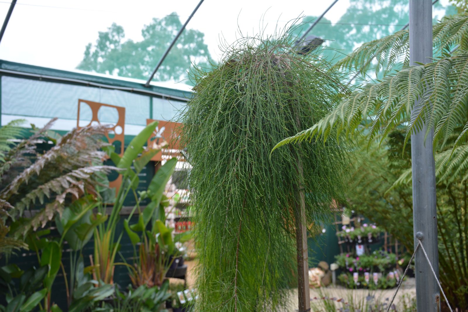 Acacia Cognata, Waterfall (Grafted Standard)