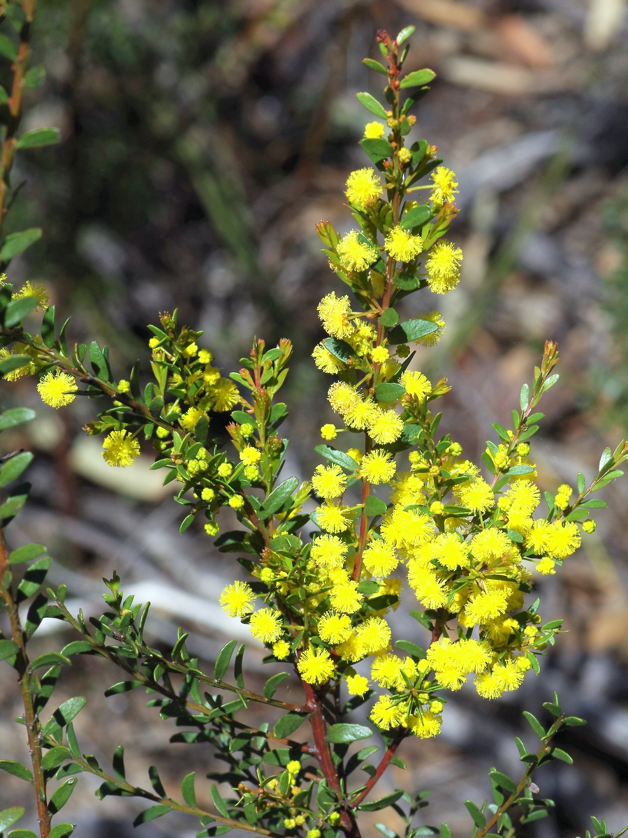 Acacia acinacea (Gold-dust Wattle)