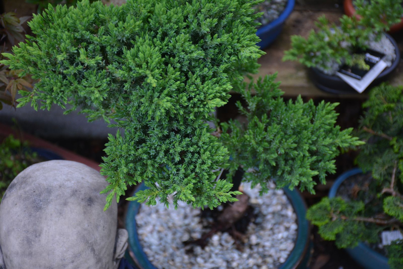 Lush green bonsai tree in a pot on a timber shelf. The pot also contains 5mm white stones.