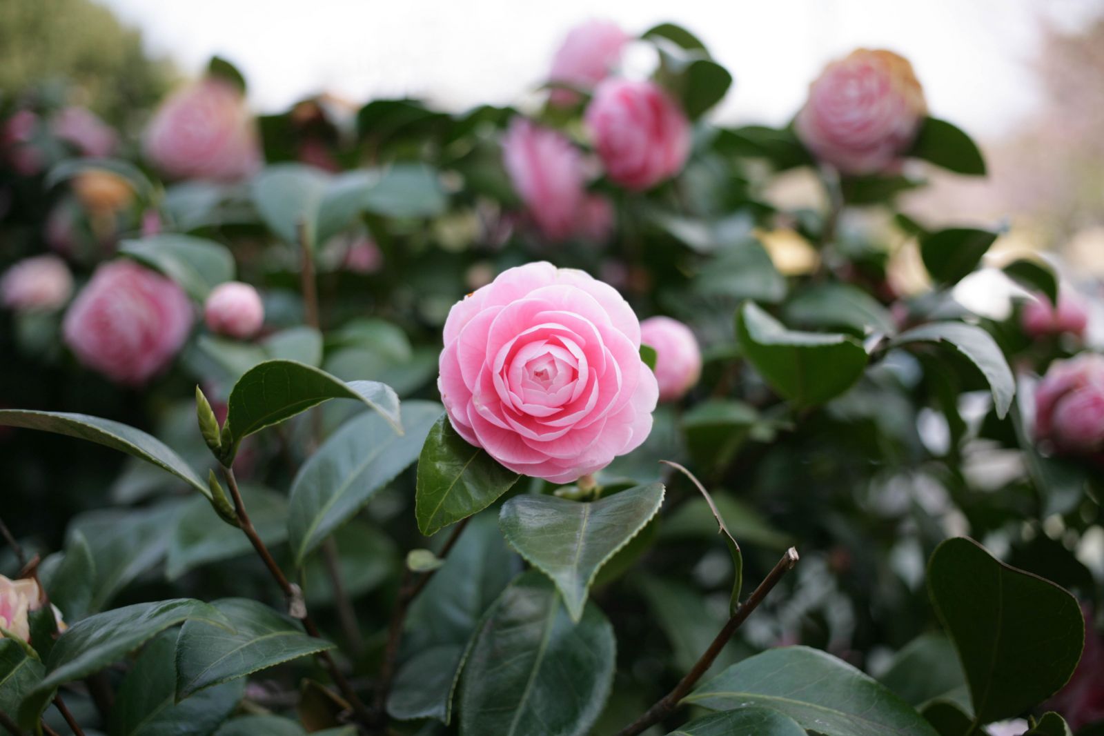 News Camelias