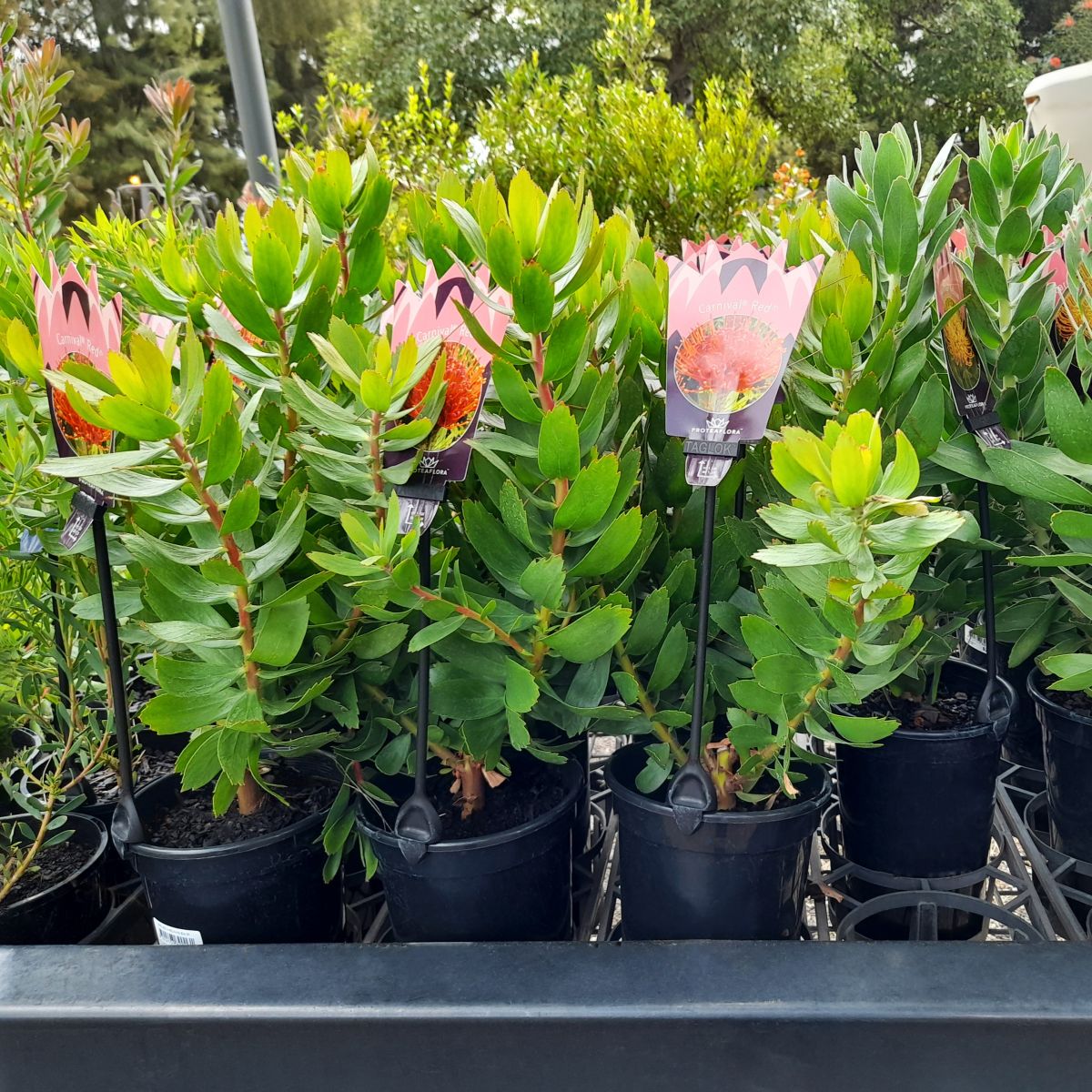 Protea selection