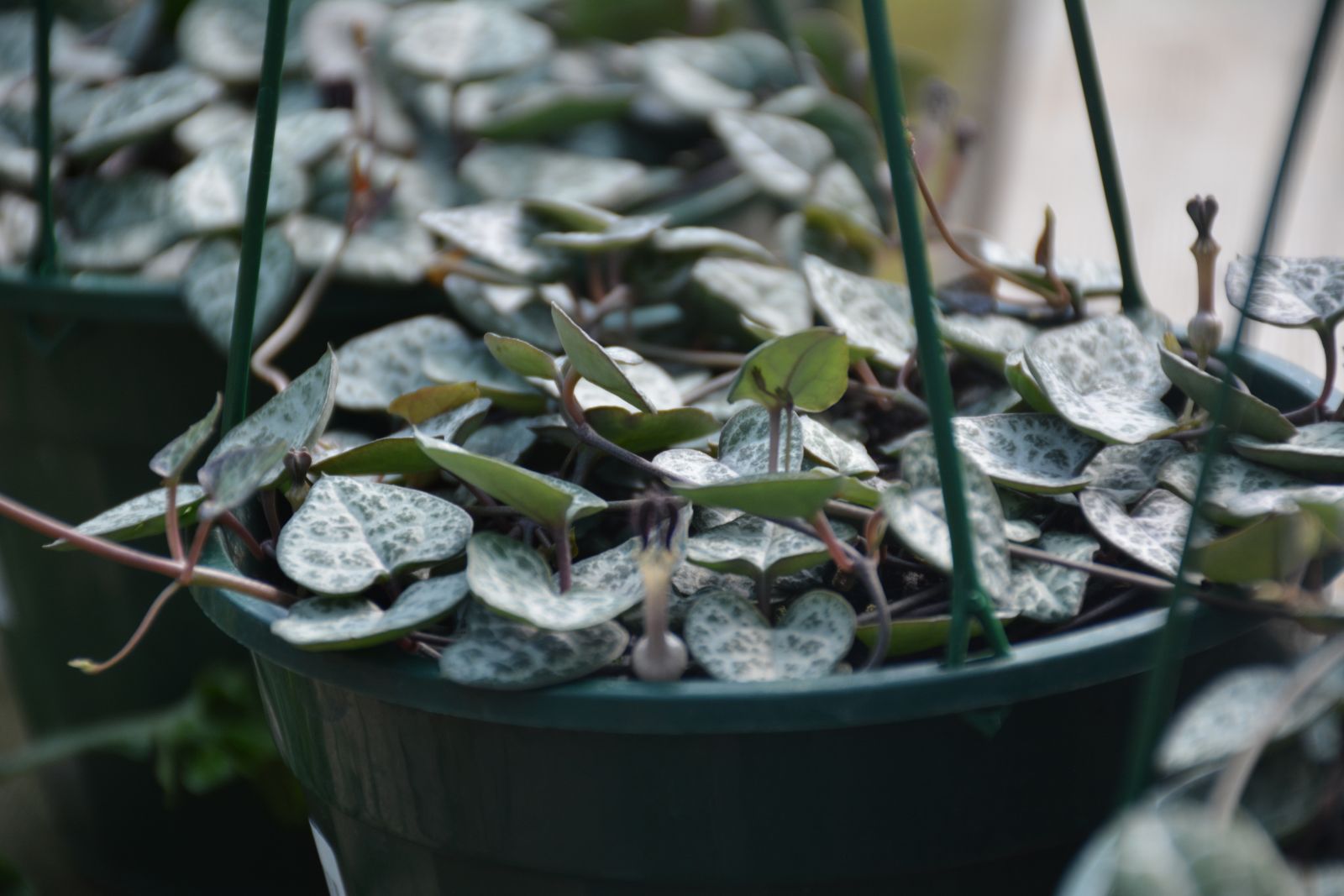 Chain of Hearts, Ceropegia woodii
