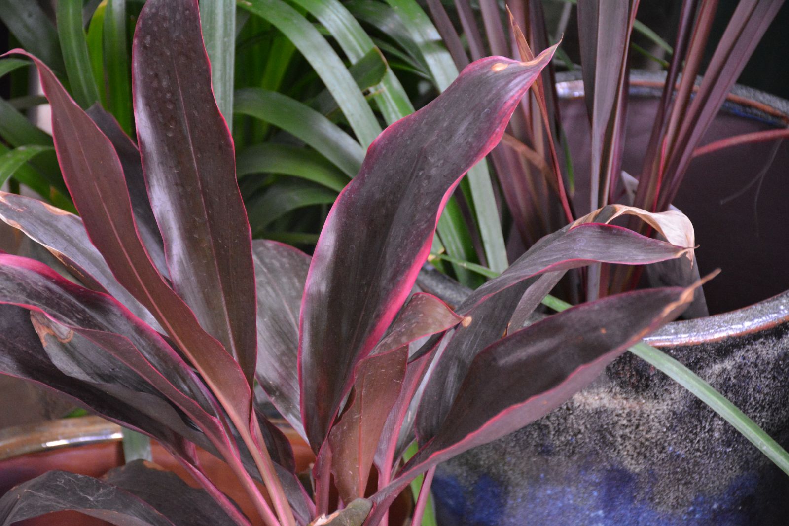 Cordyline Fruiticosa