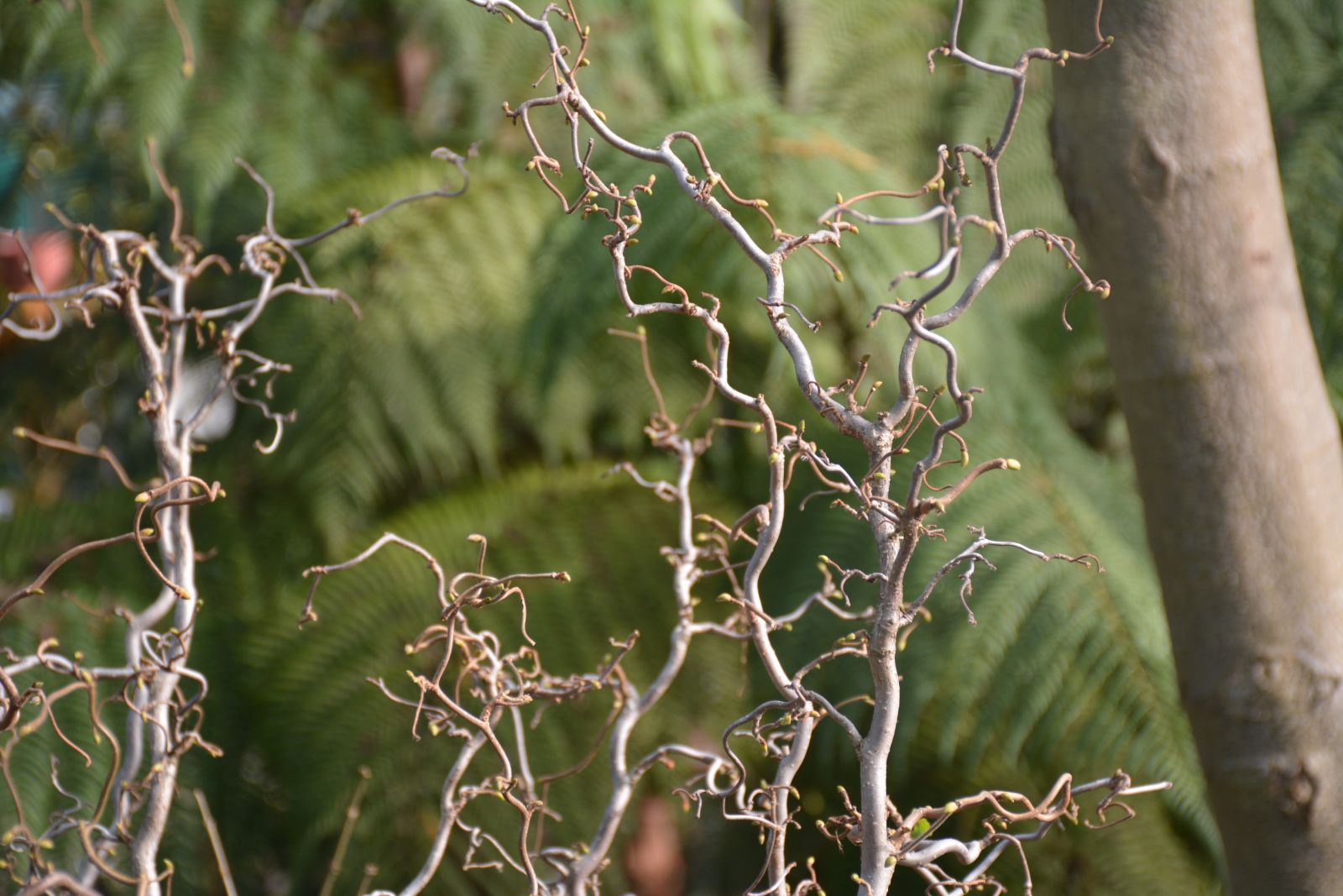 Branches of Filbert shown