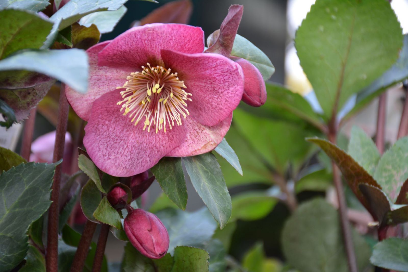 Pink flowers in bloom on Hellebores