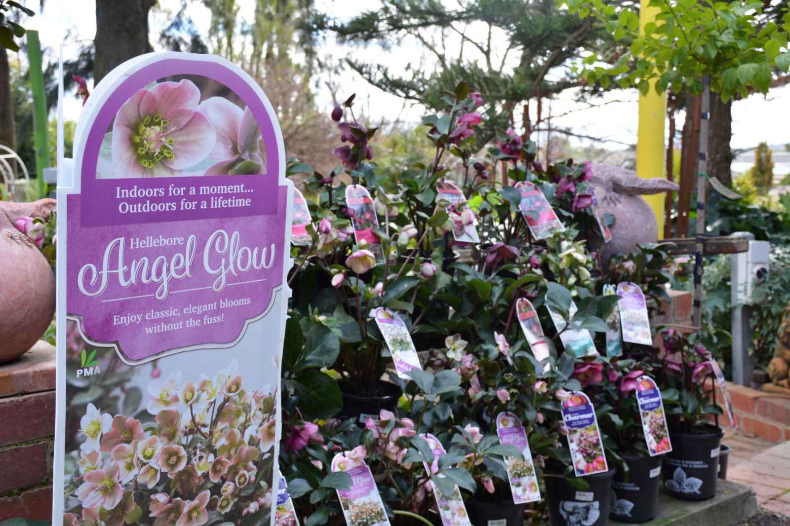 Hellebores product label