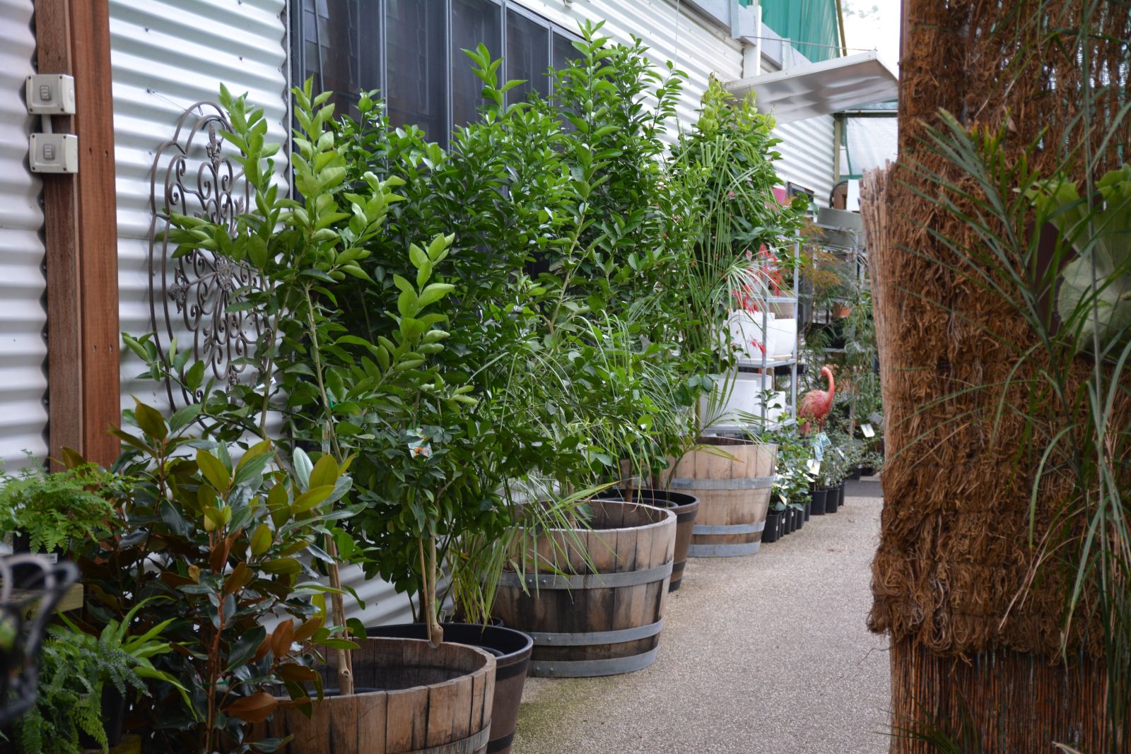 Pathway lined with plants