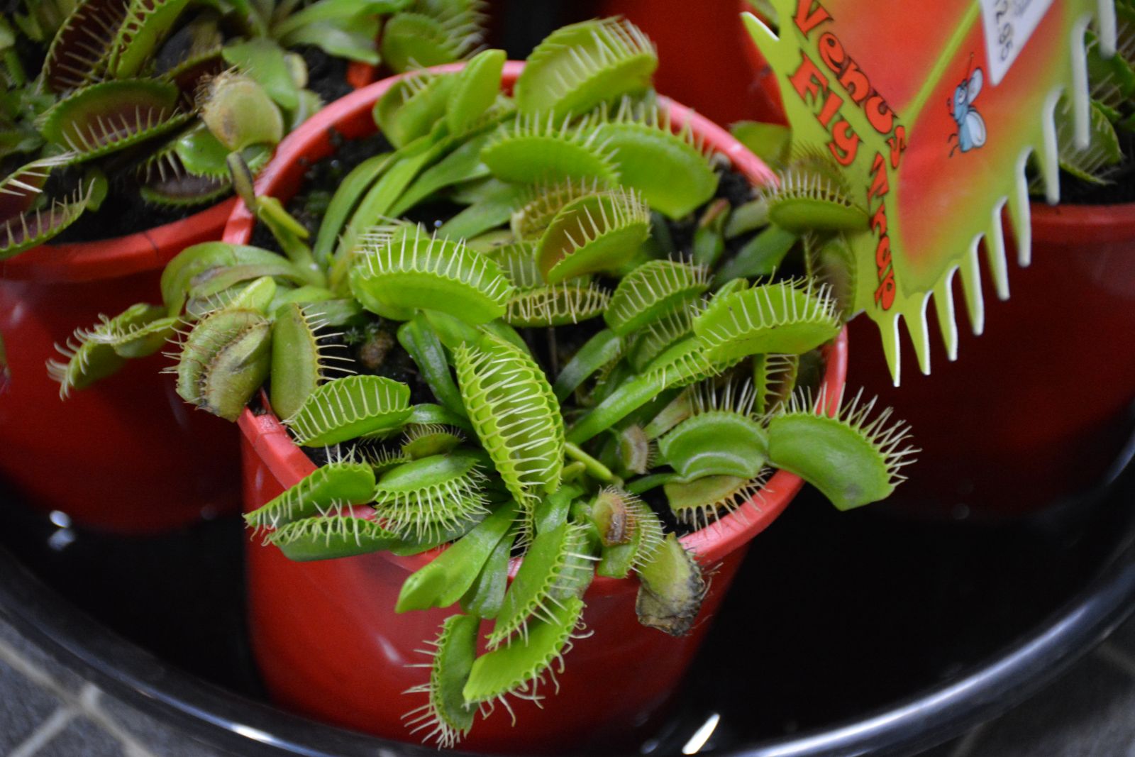 Venus flytraps (dionaea muscipula) in a red pot
