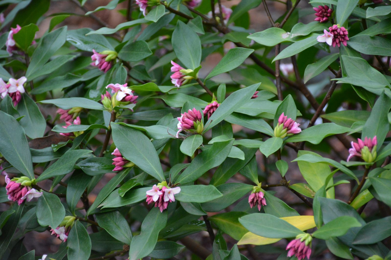 Daphne Odora blooms
