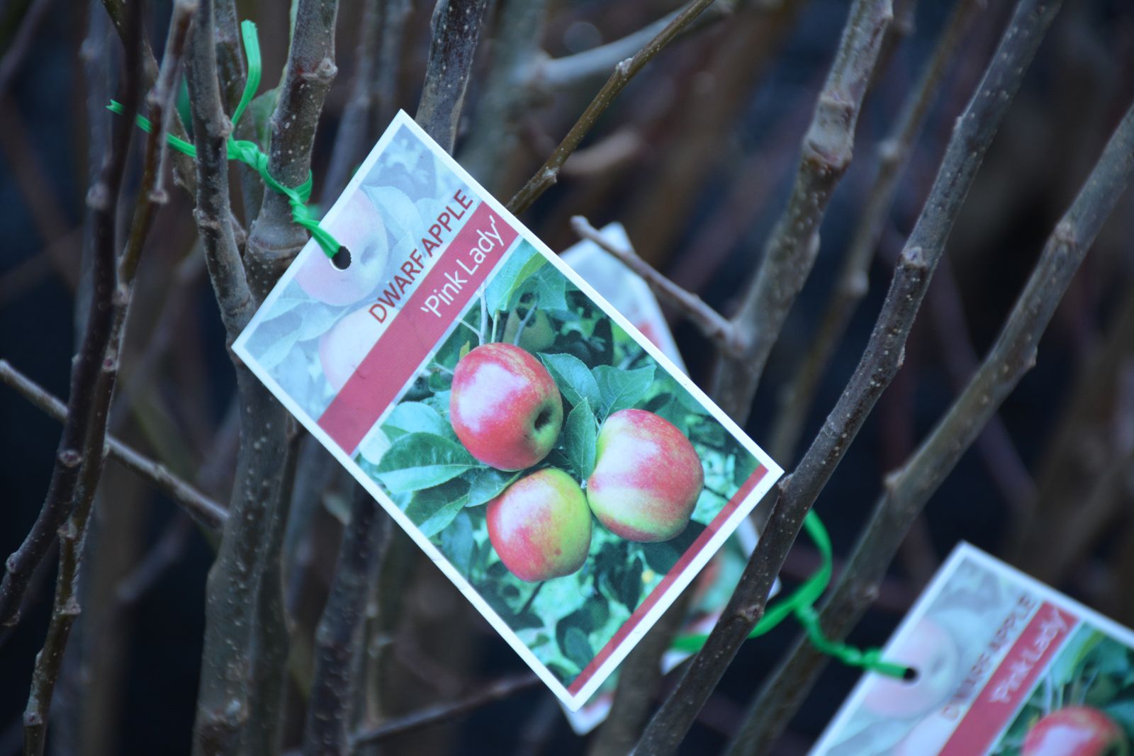 Pine Lady apple tag