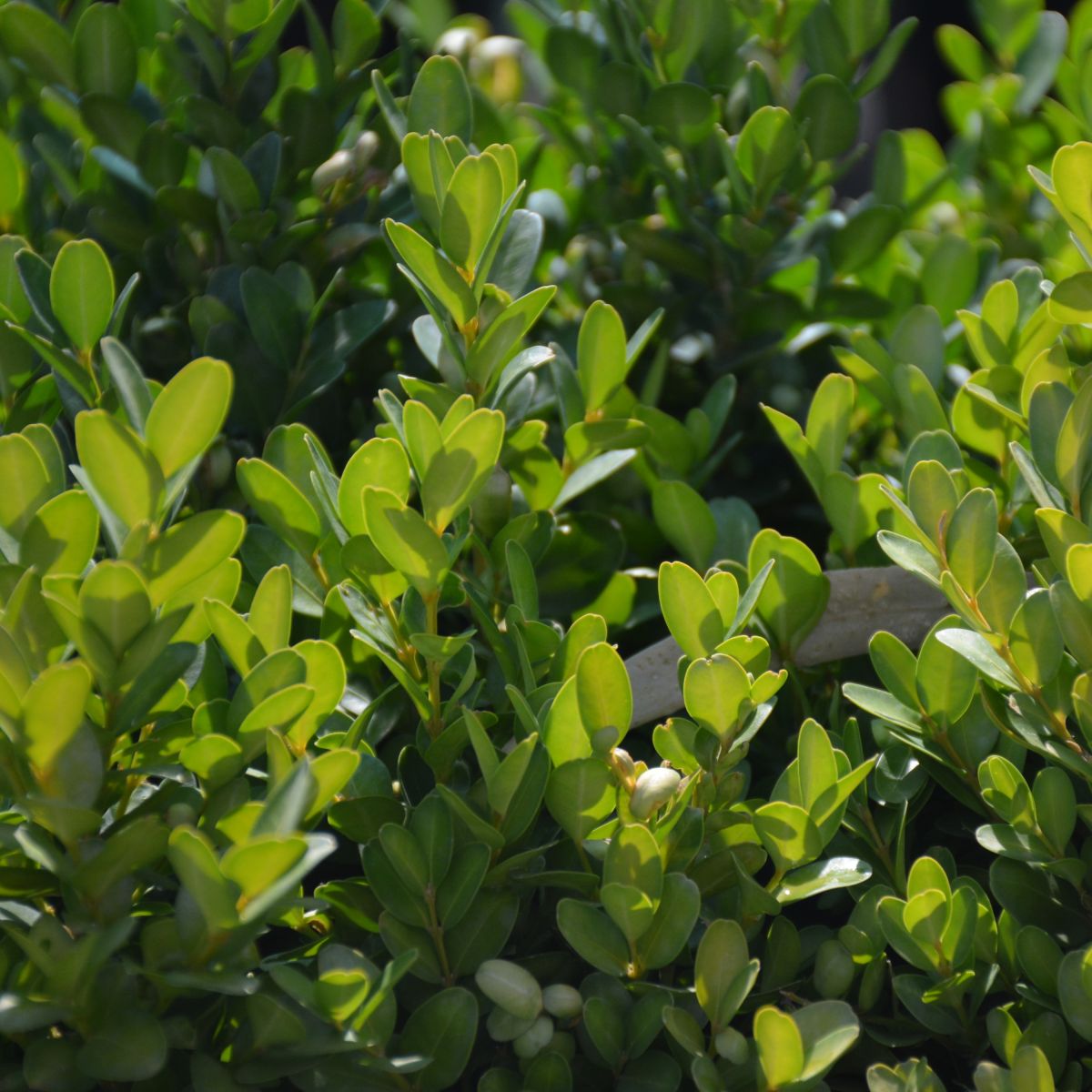 Bruxus leaves