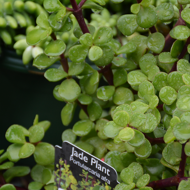 Jade plant