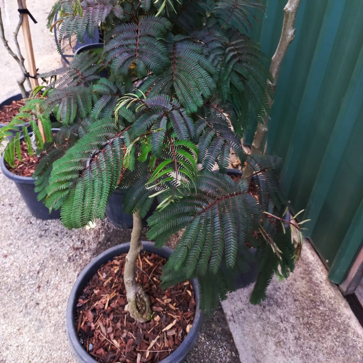 Albizia Julibrissin 'Chocolate Fountain follage