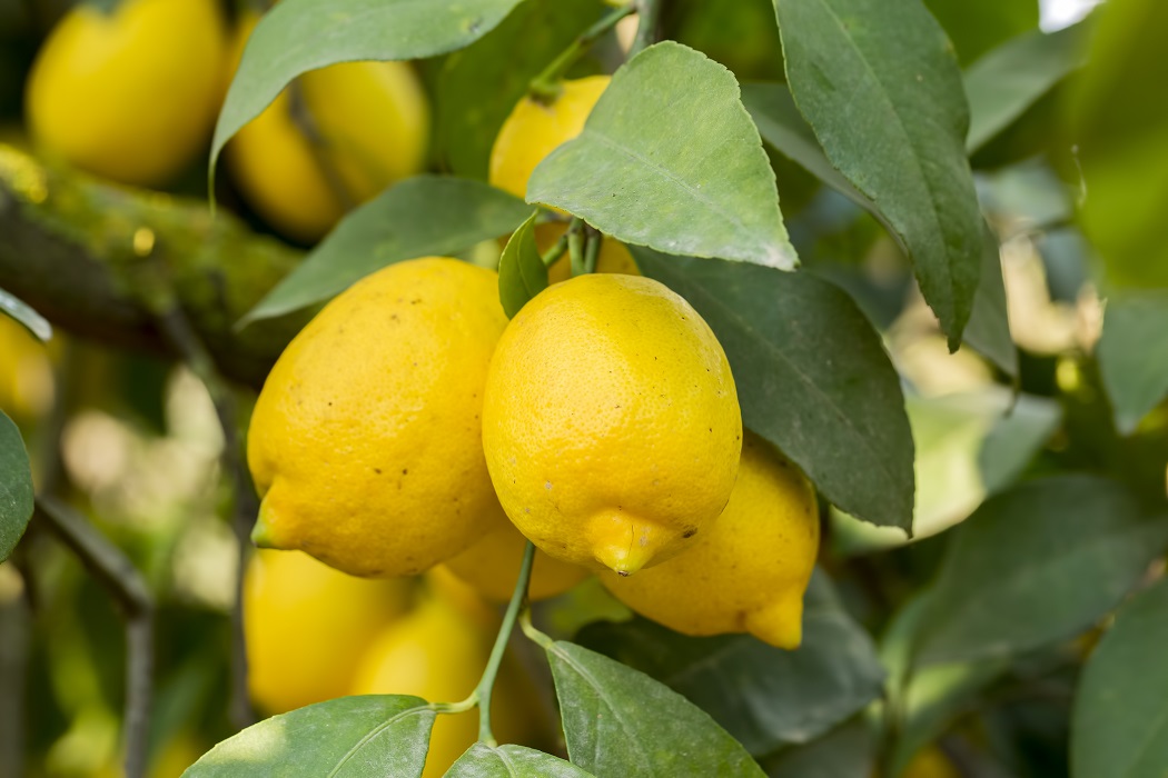Lemons