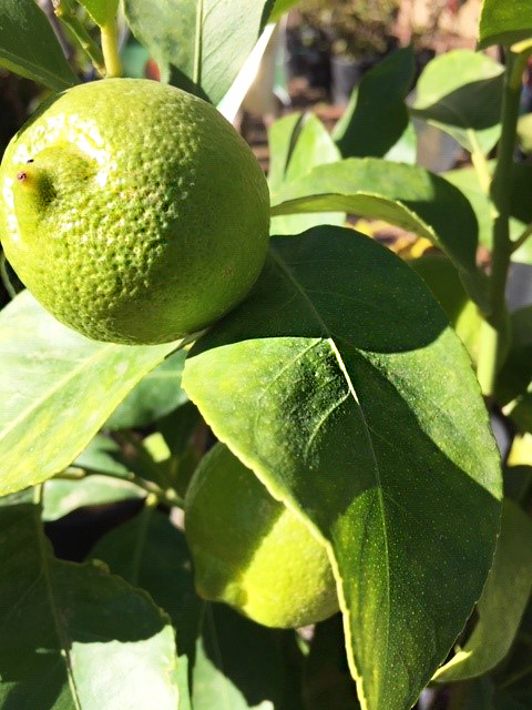 Lime tree