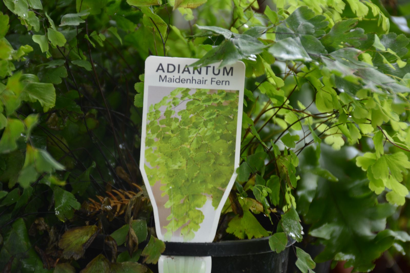 Maidenhair Fern