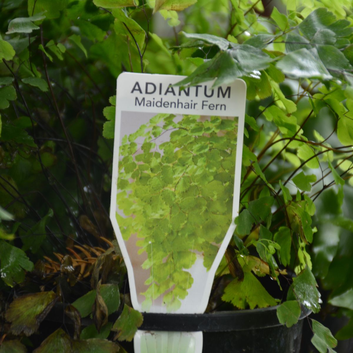 Maidenhair Fern