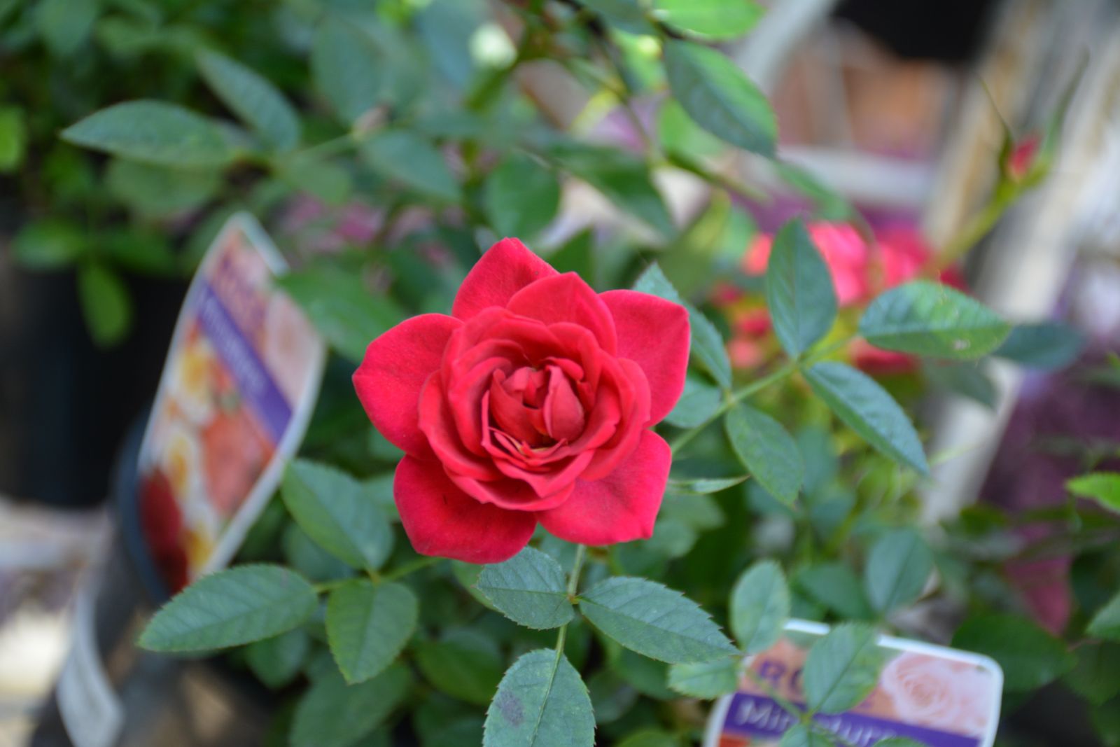 Red rose on rose plant
