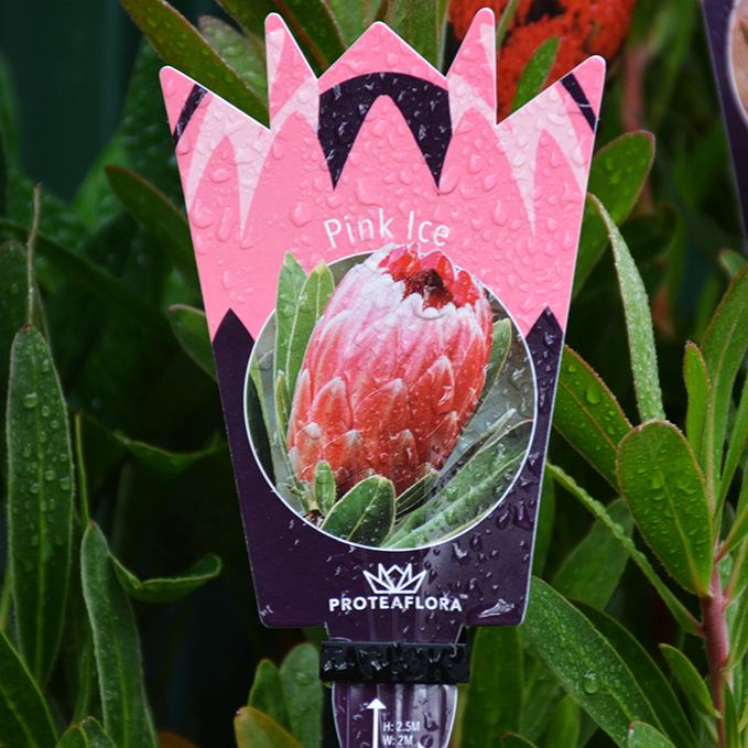 Protea Pink Ice