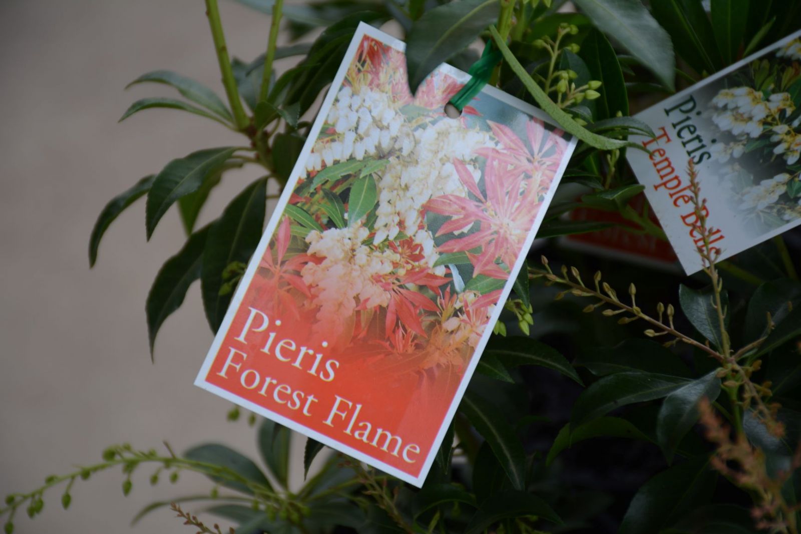 Pieris forest flame