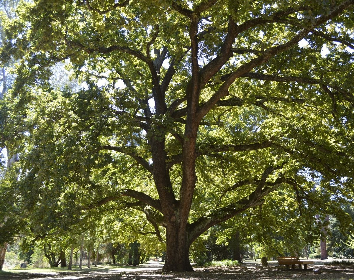 Oak tree in Castlemaine Botanic Gardens