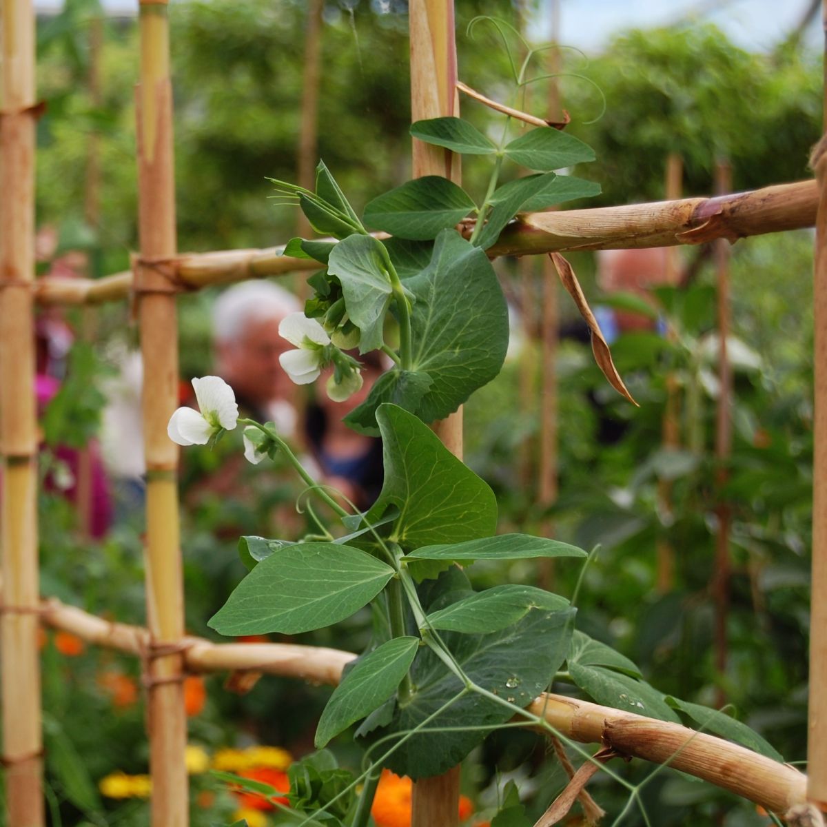Green sweet pea leaves on vine with white flowers 