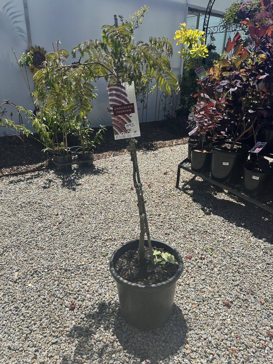 Albizia Julibrissin 'Chocolate Fountain' 
