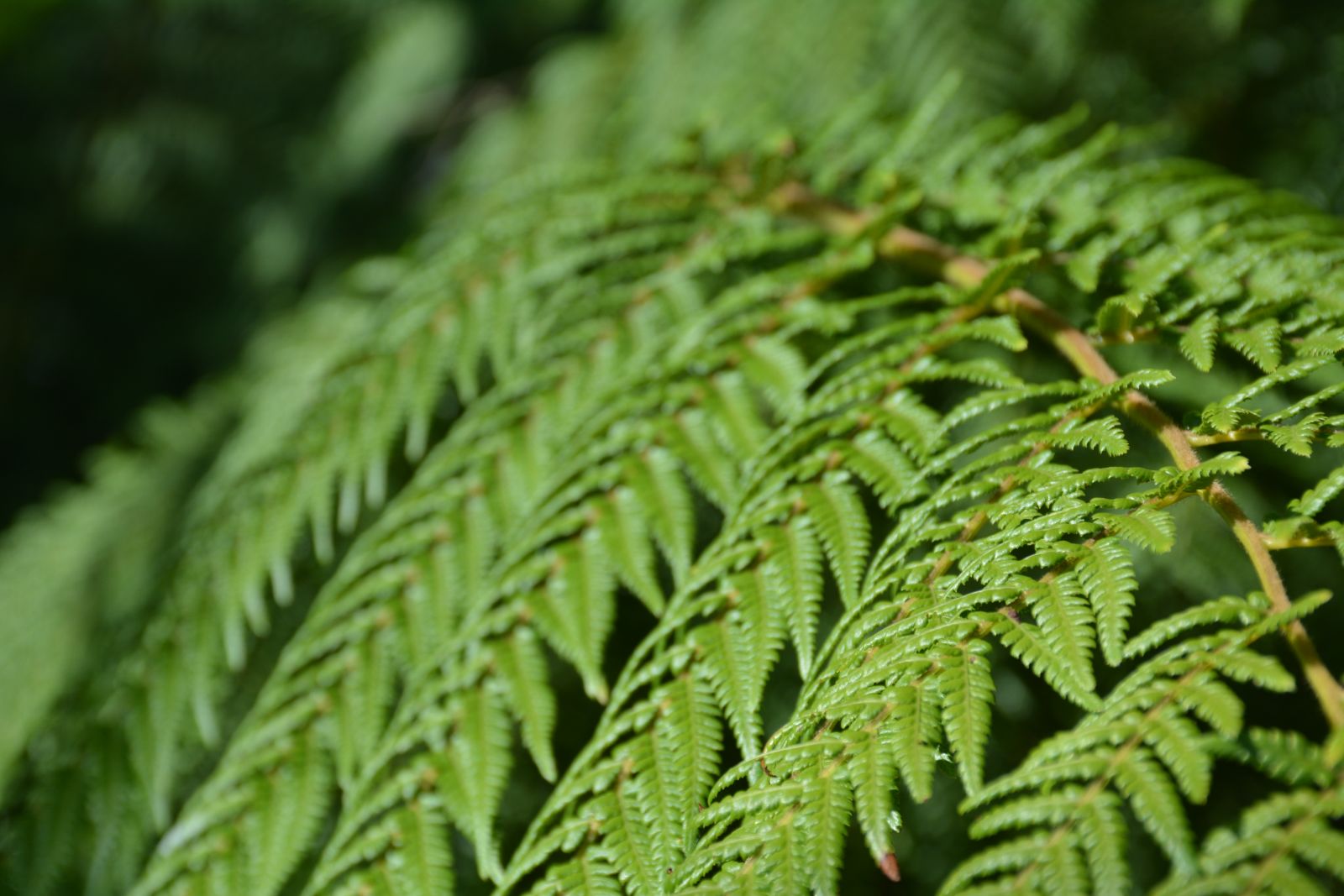 Fern fronds 
