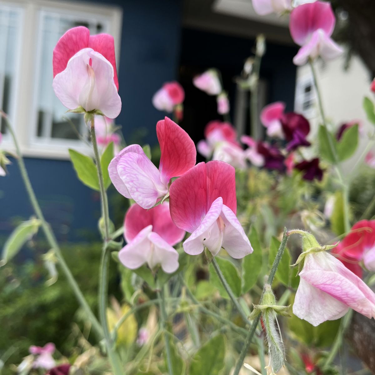 Pink Sweet Pea flowers in front of navy house