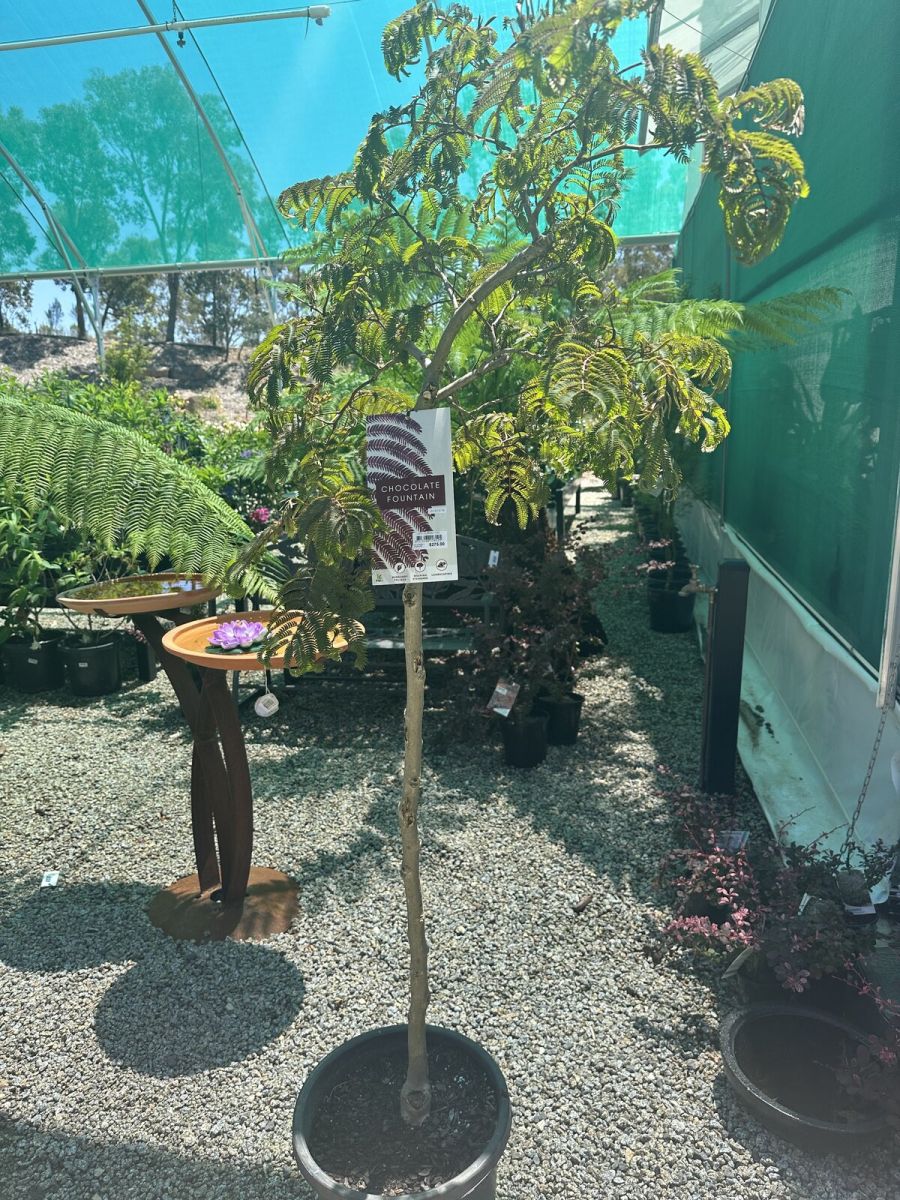Albizia Julibrissin Chocolate Fountain tree in nursery