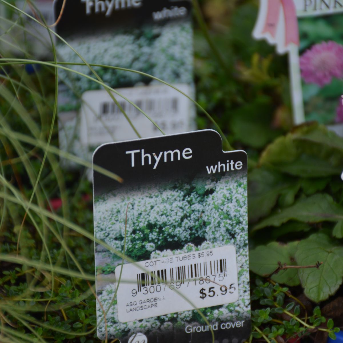 Thyme white