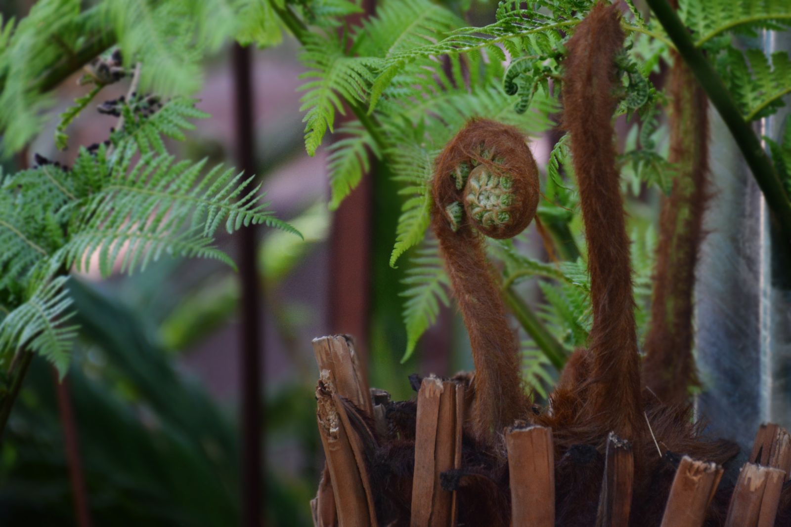 Fern up close