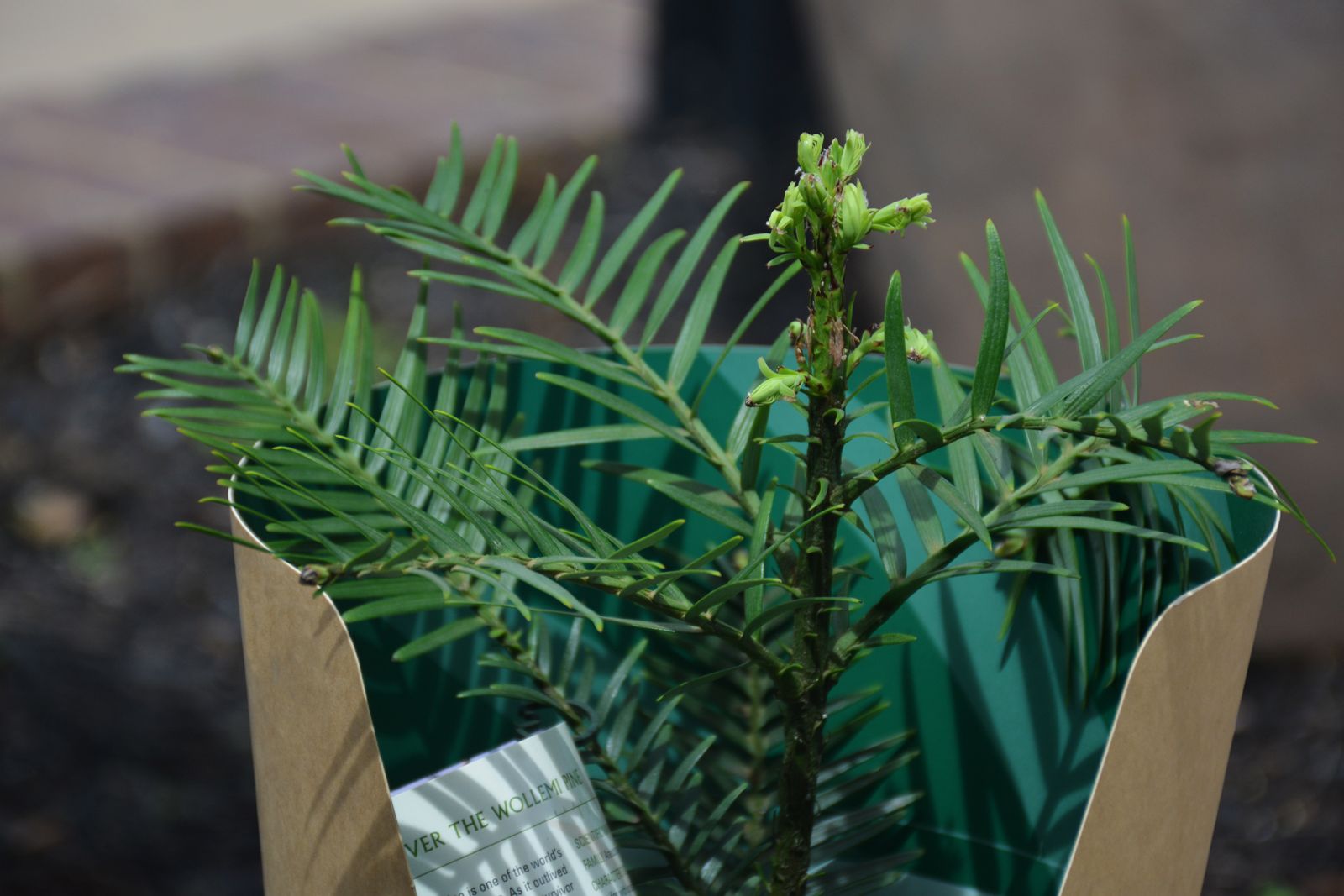 Wollemi Pine in pot at EH Nursery