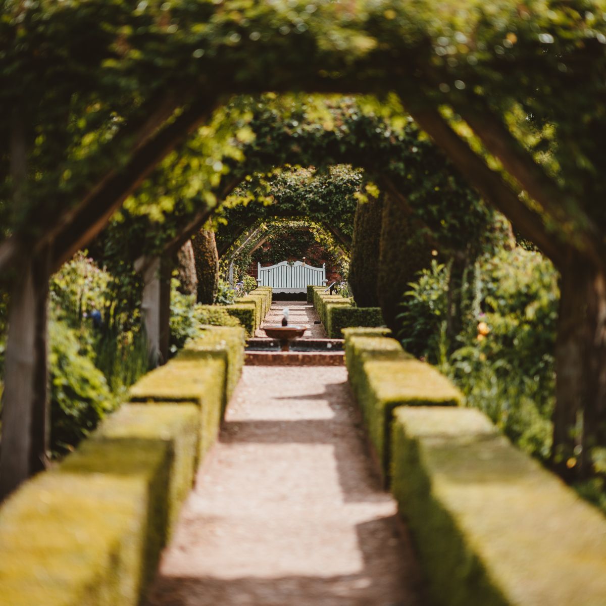 Pathway in garden lined with hedge