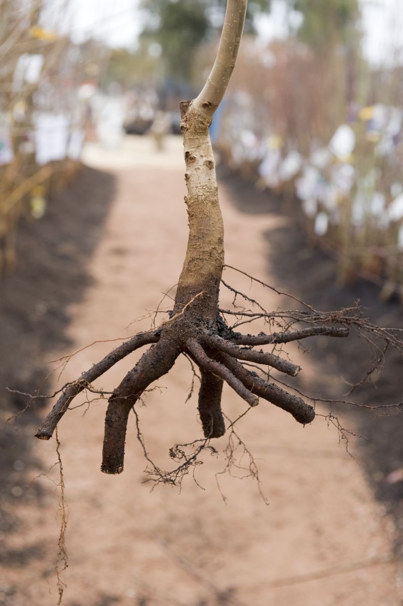 Bare tree