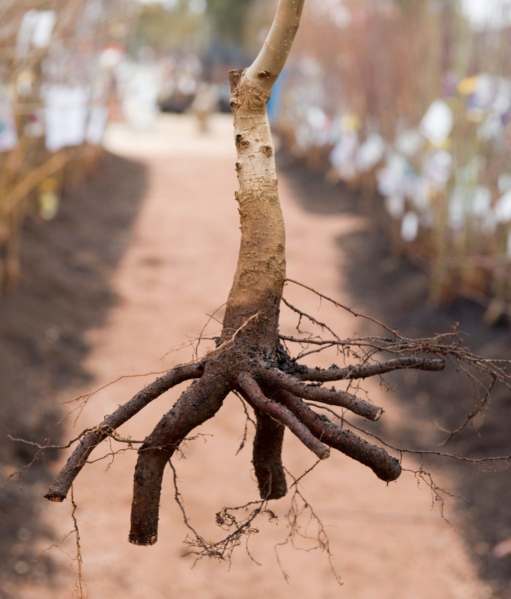 Bare roots of tree shown