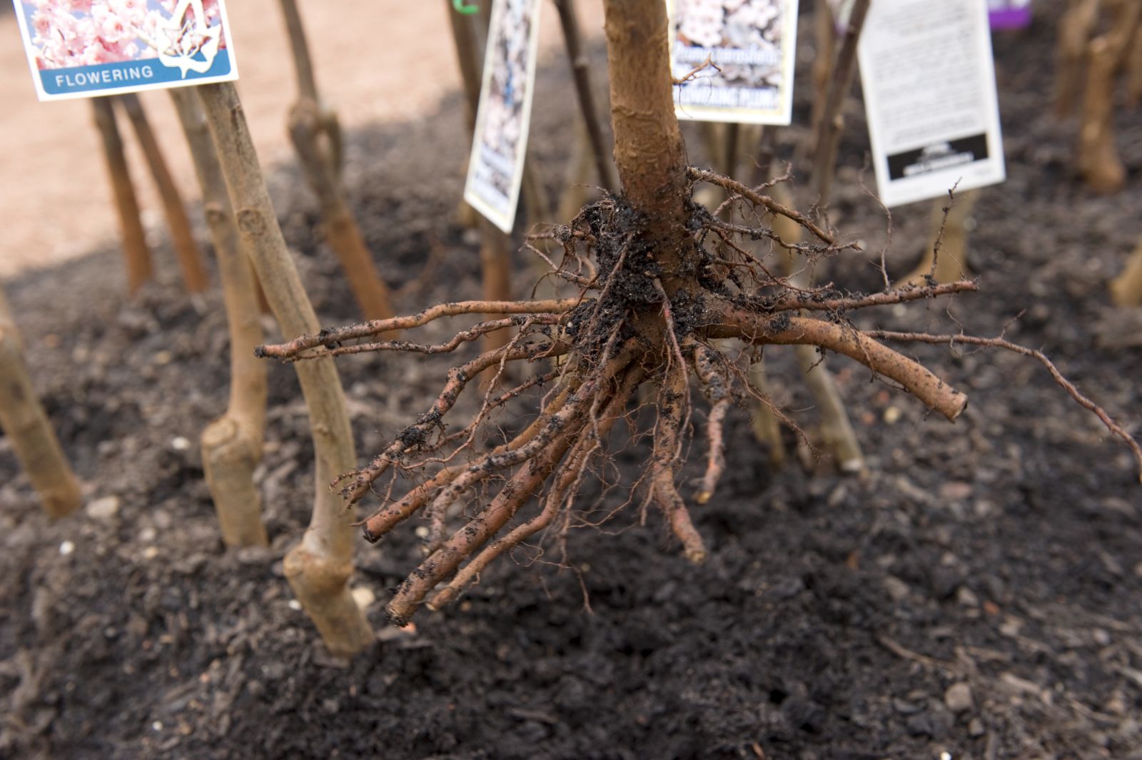 Bare roots of tree shown