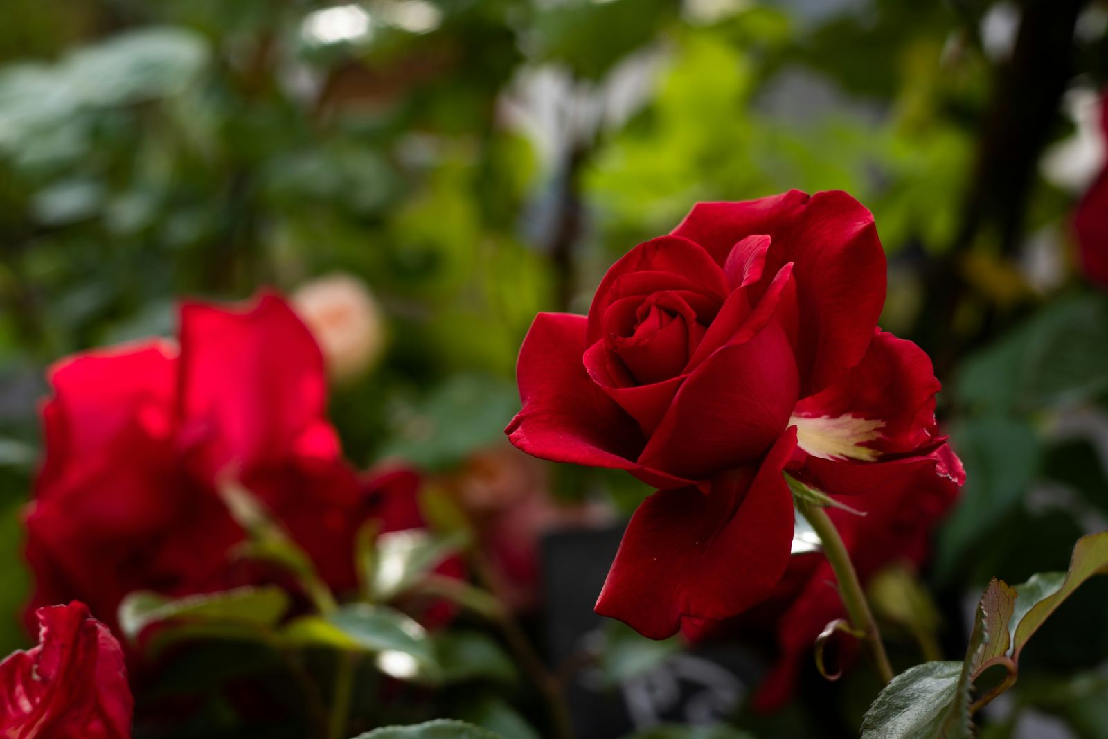 Red rose up close