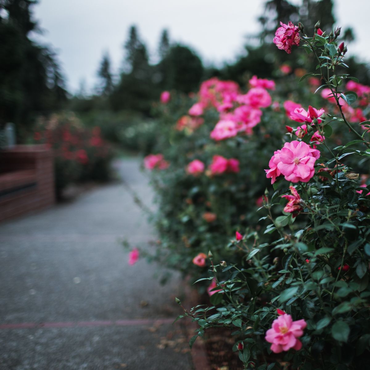 Roses along pathway