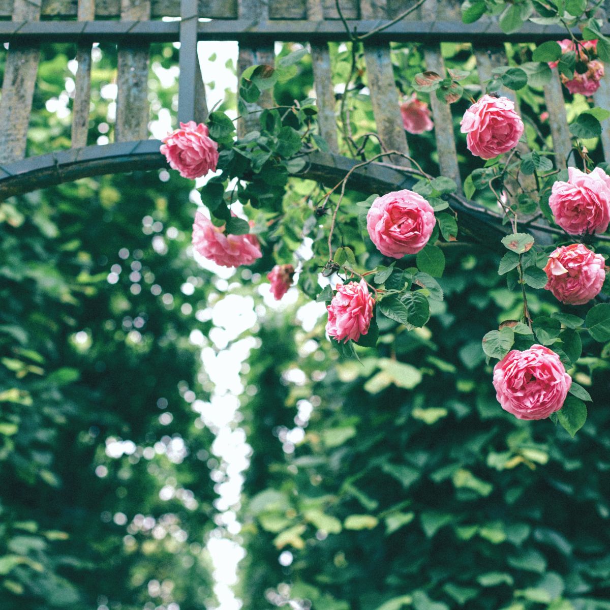 Pinks roses